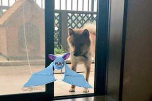 Японцы обнаружили, что домашние животные способны «видеть» покемонов