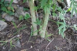 В центре Мариуполя мужчина выращивал кусты конопли для лечения суставов