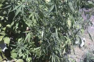 В Мариуполе правоохранителям удалось обнаружить 126 кустов конопли