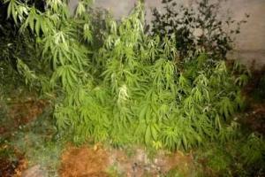 Вблизи Мариуполя правоохранители нашли конопляную плантацию