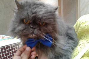 В Украине умер кот, который прожил 21 год