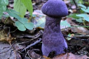 В Подмосковье выросли редкие фиолетовые грибы