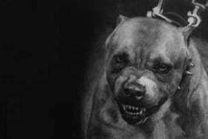 В Москве пьяная женщина целый год натравливает питбуля на прохожих