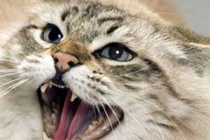 В Мариуполе взбесившаяся кошка напала на женщину в подъезде 