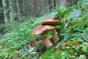 В Швейцарии туристы из РФ засолили грибы в ванне пятизвездочного отеля