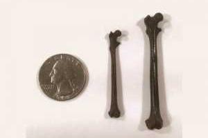 Индийским палеонтологам удалось обнаружить самого древнего предка человека