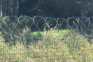 В сети показали, как выглядит проект "Стена" сегодня: в кадр попал россиянин с автоматом