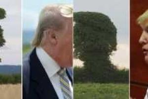 В Британии найдено дерево, которое выглядит как Дональд Трамп