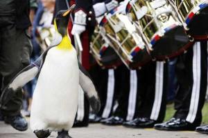 Королевскому пингвину присвоили звание бригадного генерала Королевской гвардии Норвегии