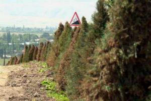 В Кыргызстане перед саммитом СНГ покрасили елки в зеленый цвет