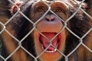 В зоопарке Мариуполя обезьяна откусила палец 7-месячному ребенку 