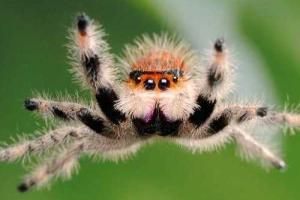 Учёные озвучили новый способ борьбы с фобиями