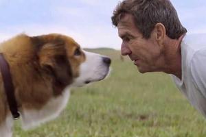 Будет много слез: режиссёр «Хатико» снял новый фильм про верного пса