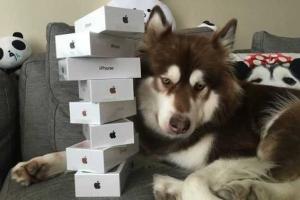 В Китае собаке подарили восемь iPhone 7