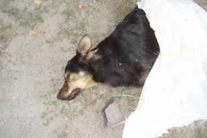 Мертвые собаки возле киосков в Киеве: в полиции заявили, что одна из них застрелена, остальные – отравлены