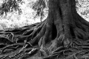 Ученые шокировали заявлением о наличии интеллекта у деревьев