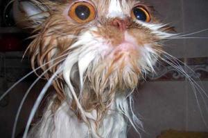 Животные до и после душа: на это стоит посмотреть