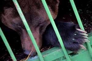 В России произошел шокирующий инцидент: пьяная женщина лишилась руки, когда пыталась накормить медведя