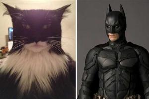 Забавные коты, похожие на известных людей и персонажей