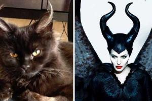 Забавные коты, которые выглядят как знаменитости