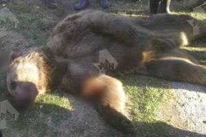 Ужасная смерть: медведь растерзал двух грибников в Бурятии