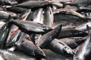 Российские рыбаки вспомнили все ругательства, когда перед ними всплыла атомная подводная лодка