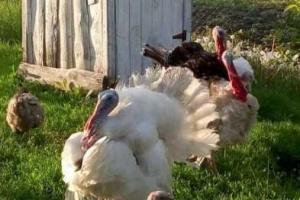 Под Мариуполем у волонтера украли 50 индюков