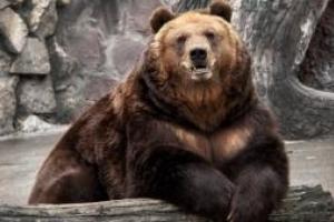 В Днепре произошла страшная трагедия: медведь откусил руку 5-летнему ребенку в зоопарке