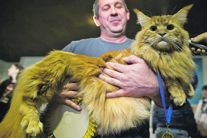 «Наверное, весь микрорайон его кормит» - в Сети обсуждают фото самого большого кота в Украине