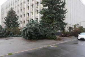 Возле Одесской ОГА во время шторма упали большие елки