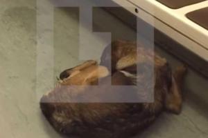 В Москве пассажирам пришлось покинуть вагон метро из-за рожающей собаки 