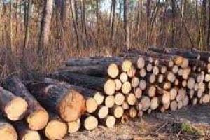 В Закарпатье произошло жуткое ДТП: грузовик с крадеными деревьями перевернулся и заживо похоронил двух контрабандистов
