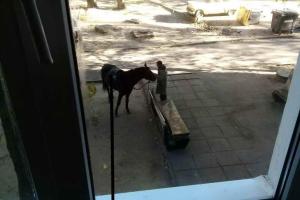 Мешканців Запоріжжя розважив кінь, який "припаркувався" біля запорізької багатоповерхівки