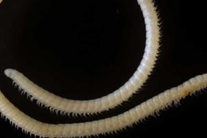 В парке США нашли уникальную многоножку с ядовитыми щупальцами