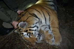 Под Владивостоком поймали тигра, убившего корову фермера