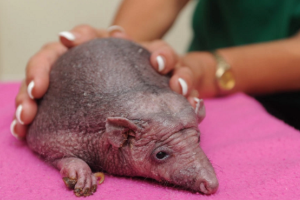 В Британии лысый ёжик ходит на ежедневные курсы массажа