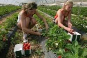 Куда за границу отправляются украинцы, чтобы найти работу