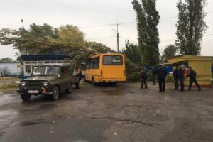 В Одессе упавшее дерево убило бабушку, а в Беляевке раздавило автобус с людьми