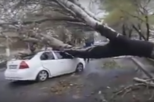 В Одессе произошел шокирующий инцидент: дерево упало прямо на проезжающий автомобиль