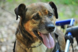 «Одноклассники» запустили соцсеть для животных