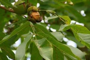 В Мариуполе люди падают с деревьев: виноваты орехи и груши