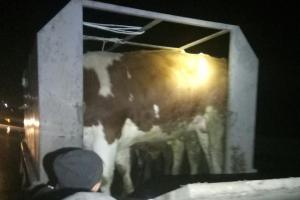 Правоохранители Луганщины помешали вывезти за границу животных без бирок