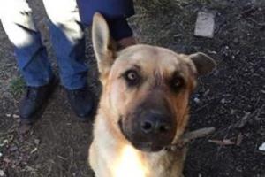 В Дружковке собаки загрызли молодого парня