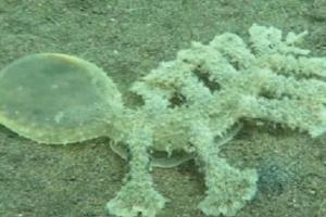 Возле острова Бали засняли странное существо с раздутой головой