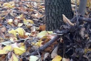 Житель Брянки потерял ногу, подорвавшись на мине