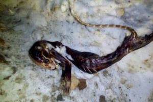 В России жители Пермского края нашли труп загадочного существа