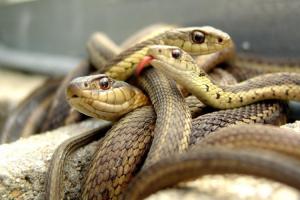 Ученые доказали уникальную способность человека