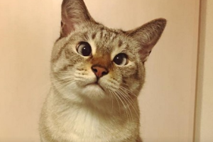 Кумедний косоокий кіт став зіркою Instagram