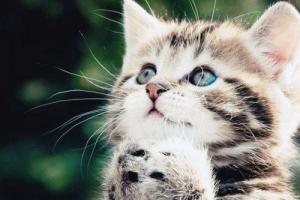 Малолетние живодерки из Хабаровска имитировали издевательства над котенком - СК 