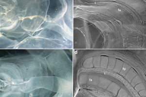 В Калифорнии обнаружено чудовище, которое ранее видели более века назад